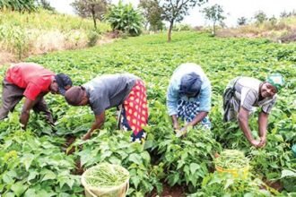 Agricultural Economics DELSU