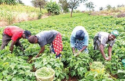 Agricultural Economics DELSU